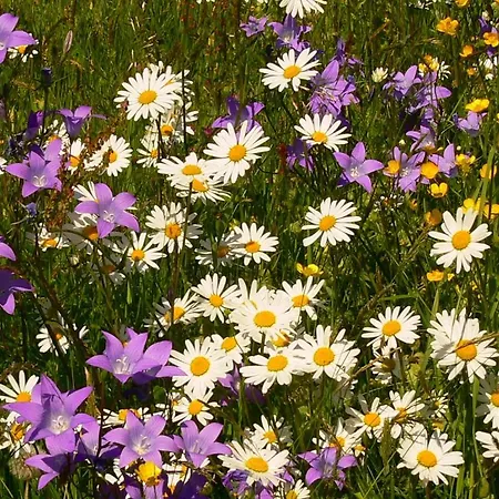 Apartmán Haus Thea *