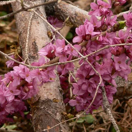 Haus Thea * Imsterberg