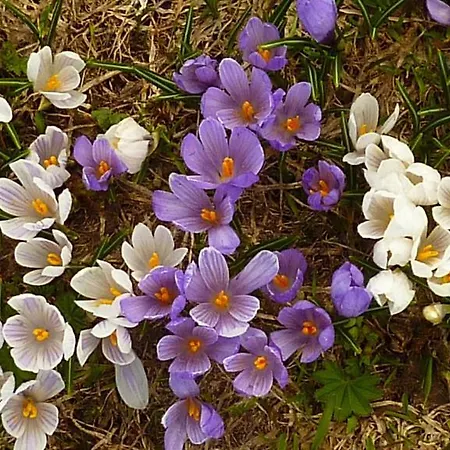 Haus Thea Apartmán *