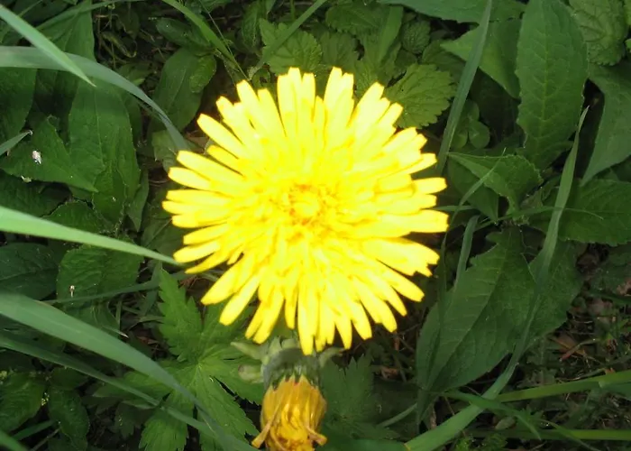 Haus Thea Imsterberg