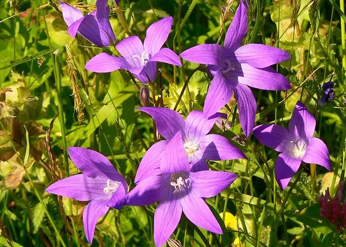 Apartament Haus Thea