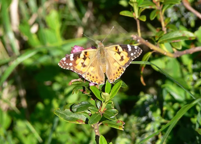 Haus Thea アパート Imsterberg