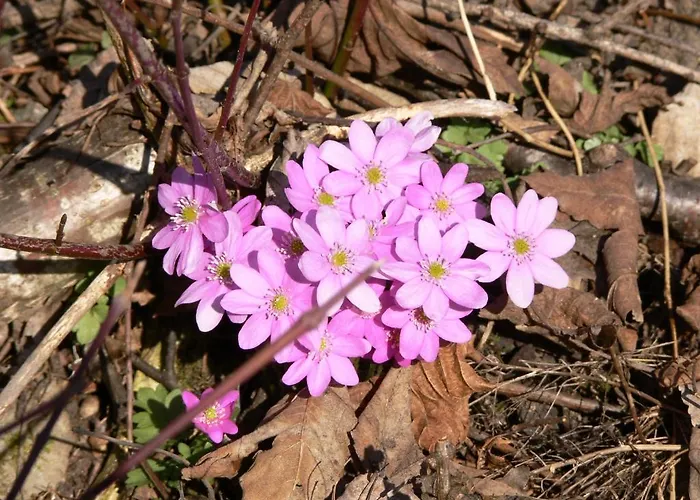 아파트 Haus Thea Imsterberg