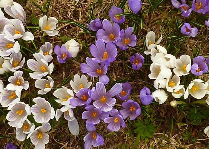 Haus Thea 아파트 *