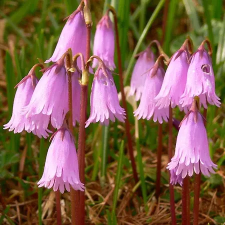 Apartman Haus Thea *