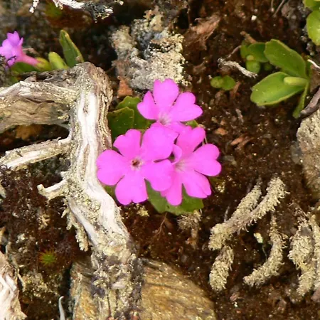 Apartman Haus Thea Imsterberg