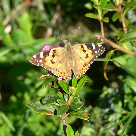 Haus Thea Apartman Imsterberg