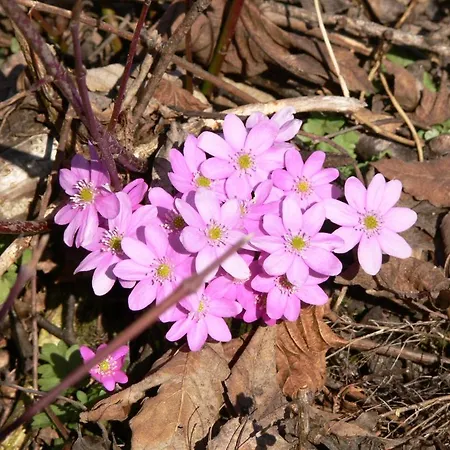 Apartman Haus Thea Imsterberg